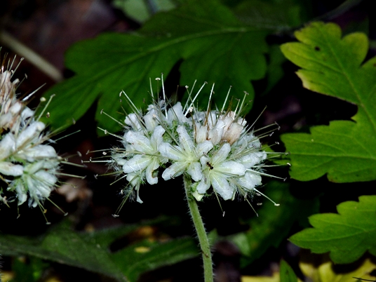 {Hydrophyllum macrophyllum}
